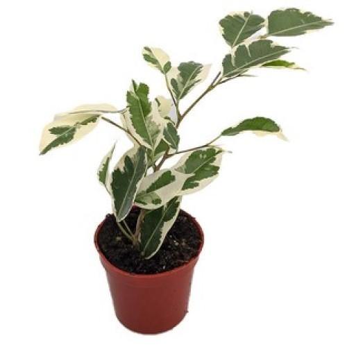 Asystasia Gangetica, Chinese Violet - Image 7