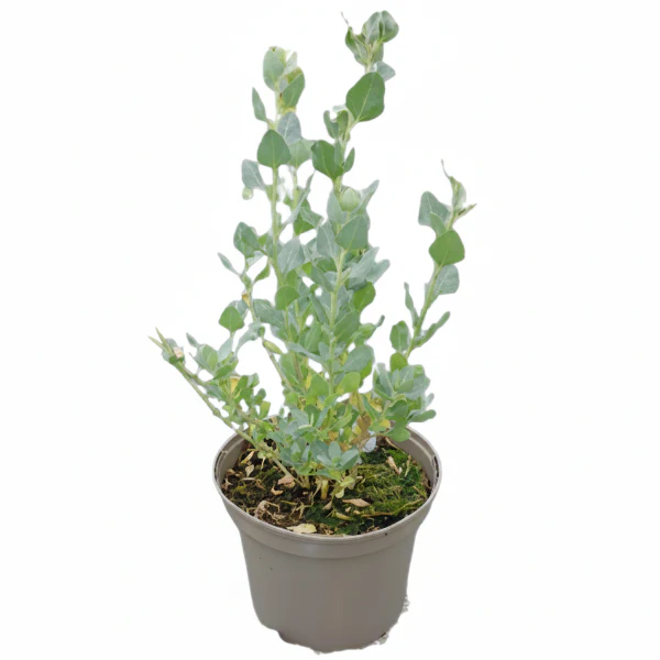Atriplex halimus, Salt Bush - Image 2