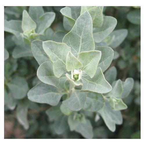 Atriplex halimus, Salt Bush - Image 3