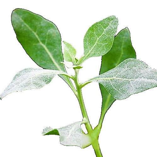 Atriplex halimus, Salt Bush - Image 5