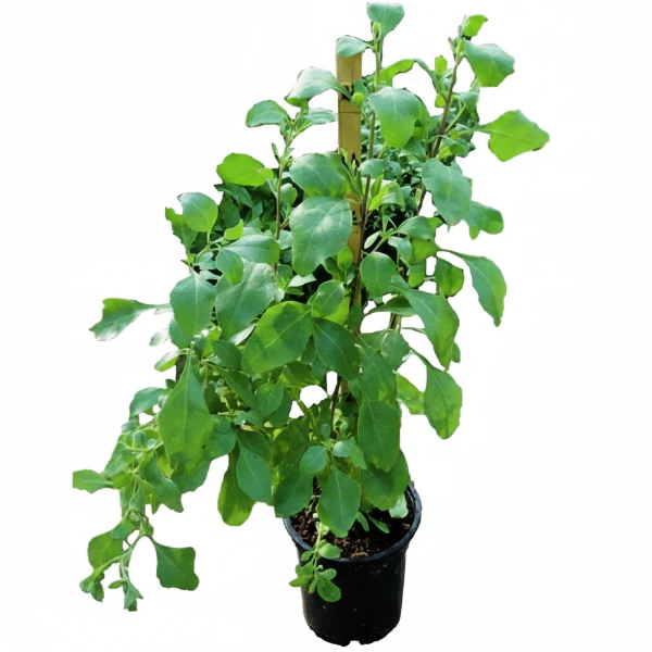 Atriplex Semibaccata, Berry SaltBush