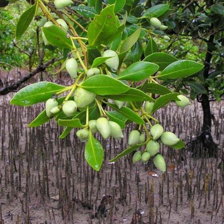 Avicennia Marina, Mangroves - Image 3