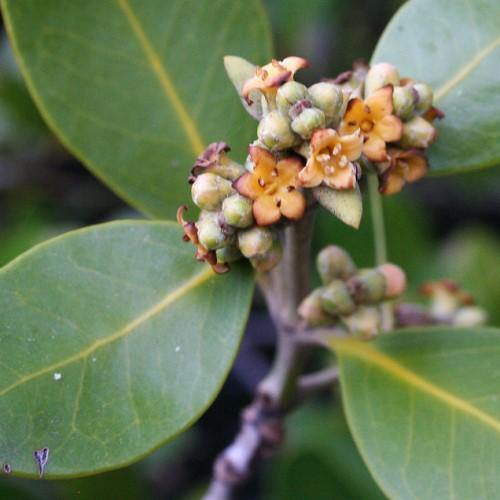 Avicennia Marina, Mangroves - Image 4