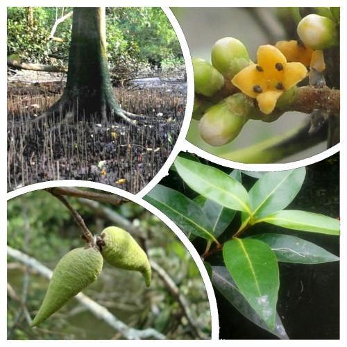 Avicennia Marina, Mangroves - Image 5