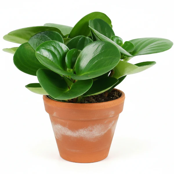Baby Rubber, Pepper face, Peperomia Obtusifolia