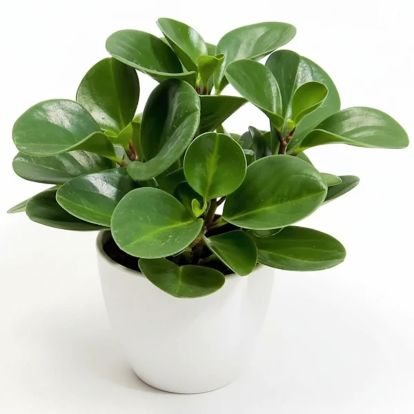Baby Rubber, Pepper face, Peperomia Obtusifolia - Image 2