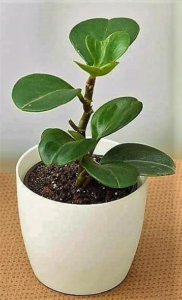 Baby Rubber, Pepper face, Peperomia Obtusifolia - Image 3