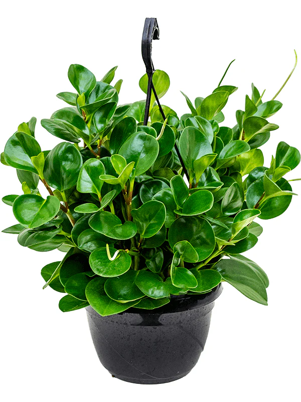 Baby Rubber, Pepper face, Peperomia Obtusifolia - Image 4