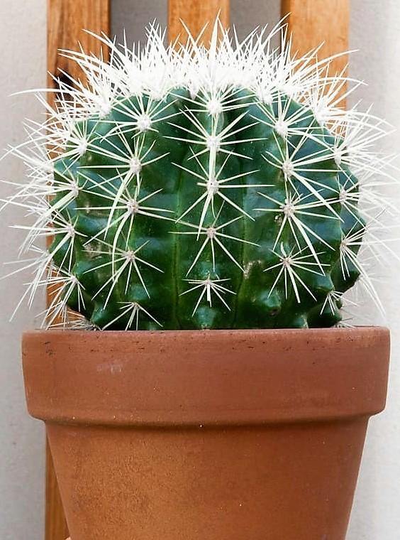 Ball Cactus, Barrel - Image 2