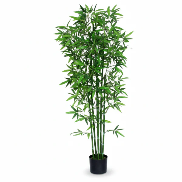 Bambusa multiplex, Chinese Dwarf Bamboo