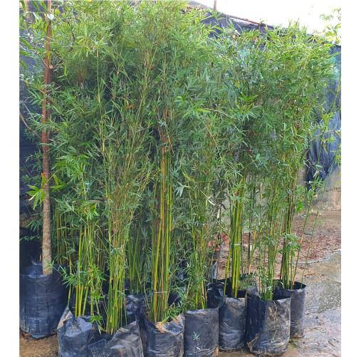 Bambusa multiplex, Chinese Dwarf Bamboo - Image 2