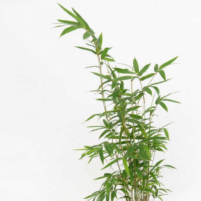 Bambusa multiplex, Chinese Dwarf Bamboo - Image 5