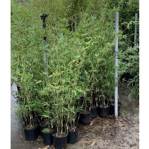 Bambusa multiplex, Chinese Dwarf Bamboo - Image 6