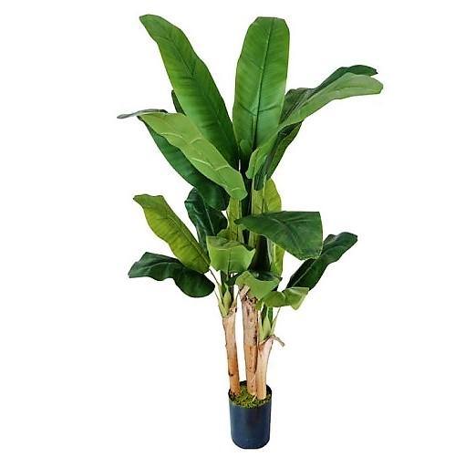 Musa paradisiaca, Banana Tree - Image 2
