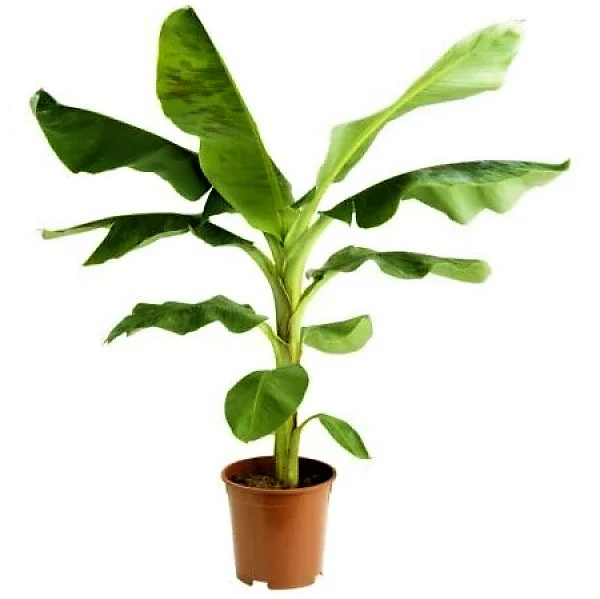 Musa paradisiaca, Banana Tree - Image 4