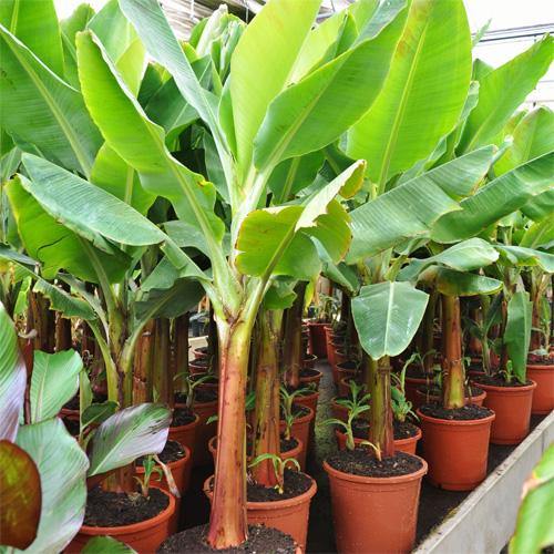 Musa paradisiaca, Banana Tree - Image 6