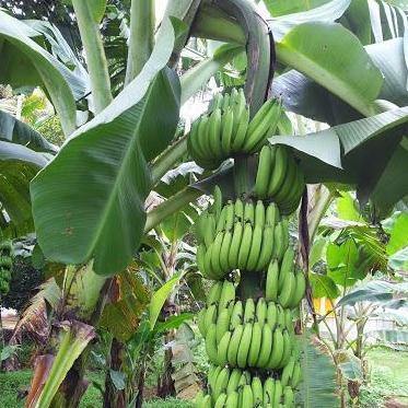 Musa paradisiaca, Banana Tree - Image 8