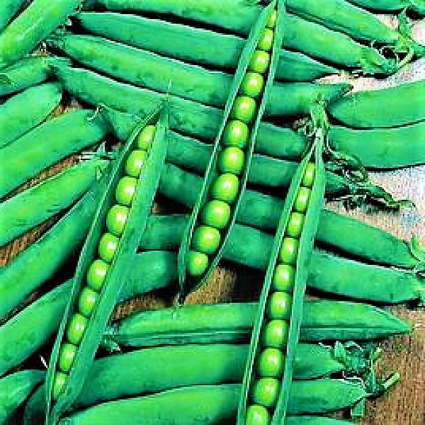Beans Linoch Seeds Tin - Image 4