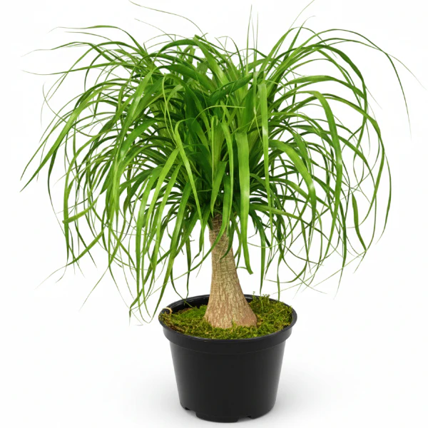 Beaucarnea Recurvata, Elephant-Foot Tree