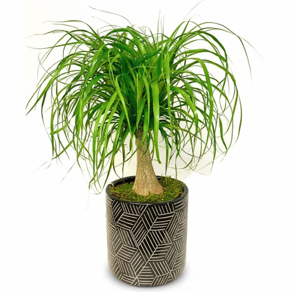 Beaucarnea Recurvata, Elephant-Foot Tree - Image 3
