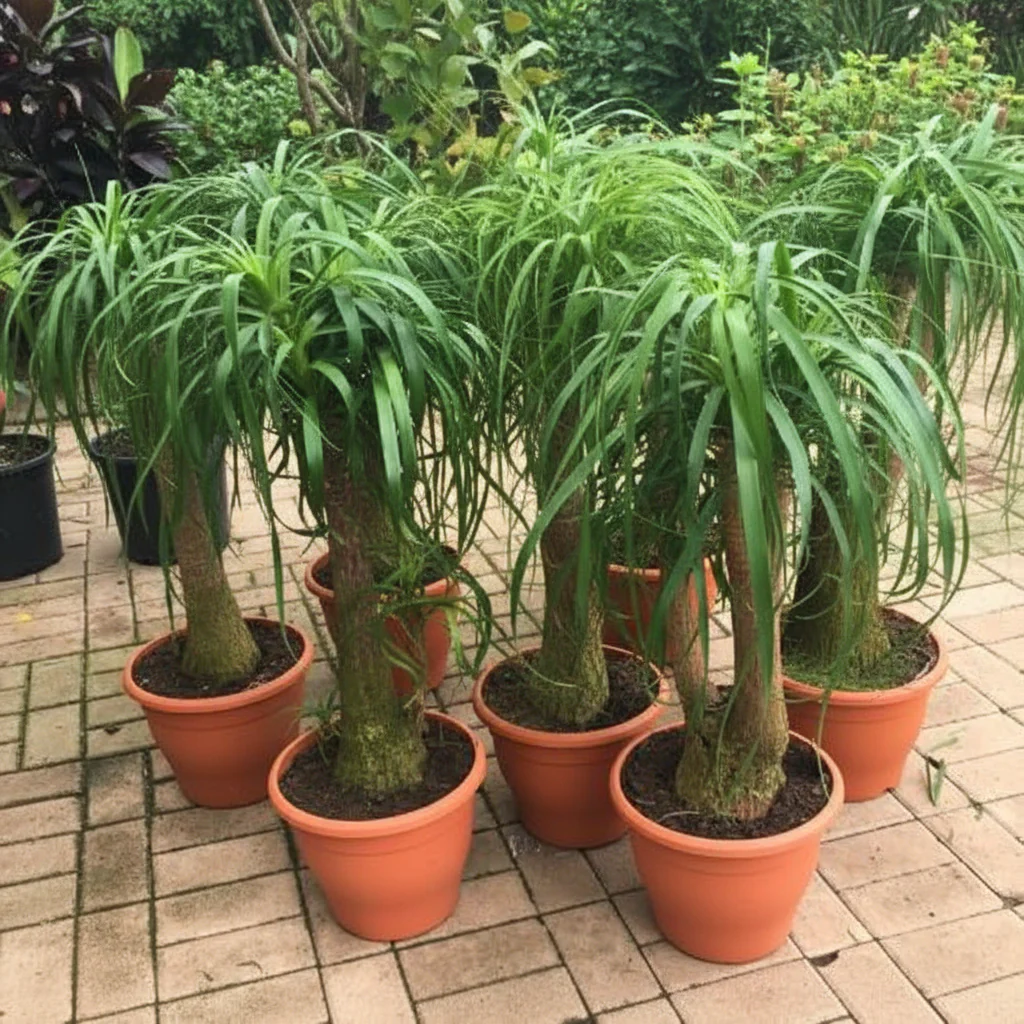 Beaucarnea Recurvata, Elephant-Foot Tree - Image 4