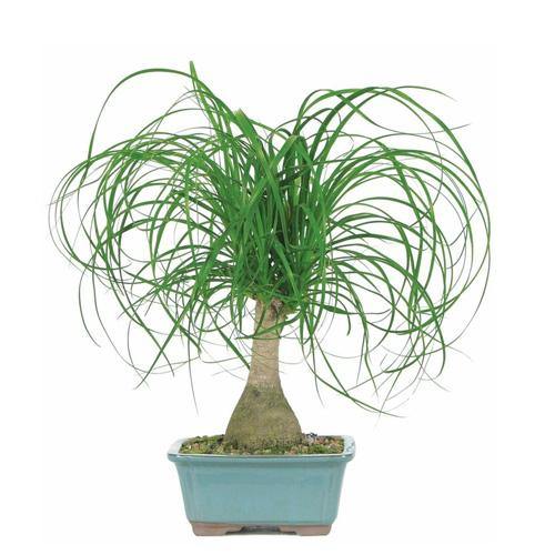 Beaucarnea Recurvata, Elephant-Foot Tree - Image 5