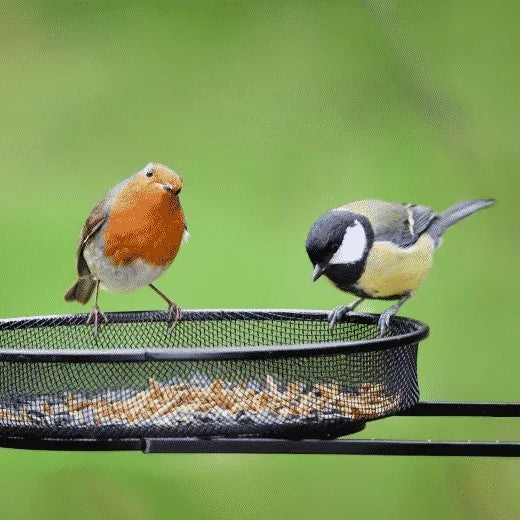 Bird Food (Mix Seed) - Image 5