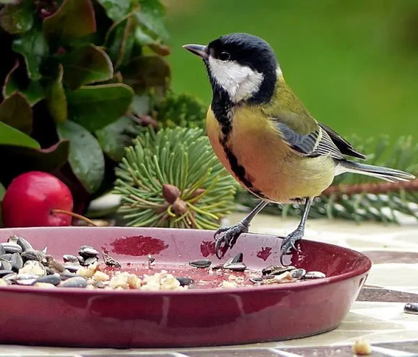 Bird Food (Mix Seed) - Image 6