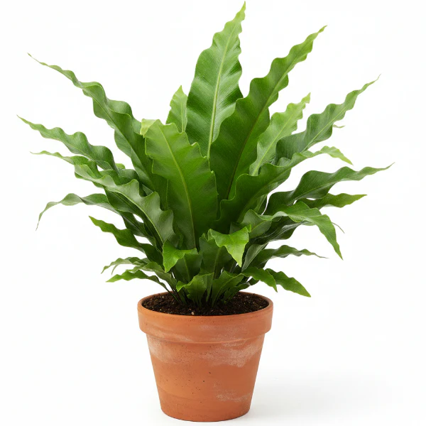 Bird’s Nest Fern, Asplenium Nidus
