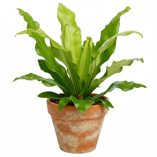Bird’s Nest Fern, Asplenium Nidus - Image 2