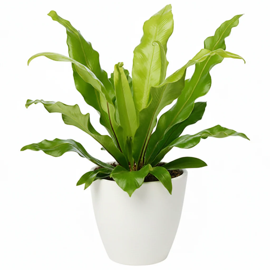 Bird’s Nest Fern, Asplenium Nidus - Image 5