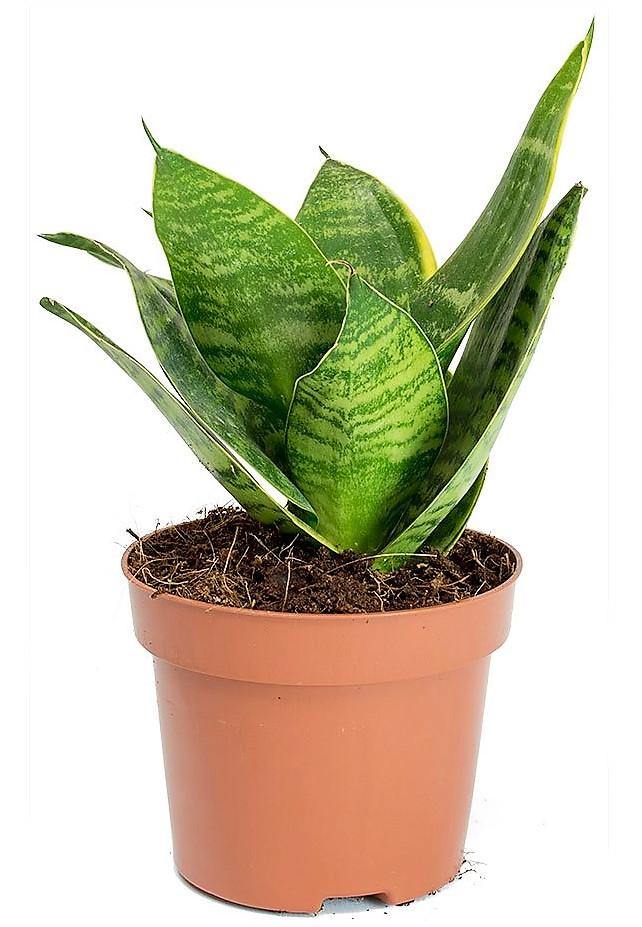 Birds Nest Snake, hahnii, Sansevieria Trifasciata Hahnii - Image 4