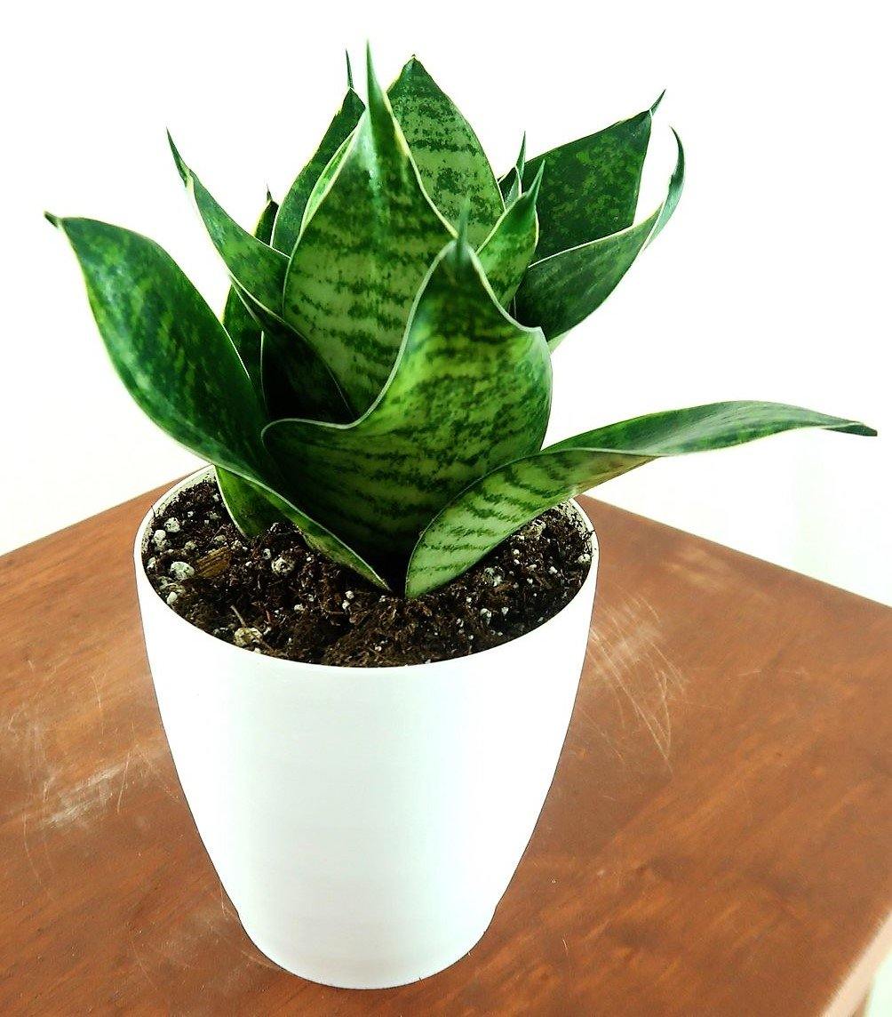 Birds Nest Snake, hahnii, Sansevieria Trifasciata Hahnii - Image 5