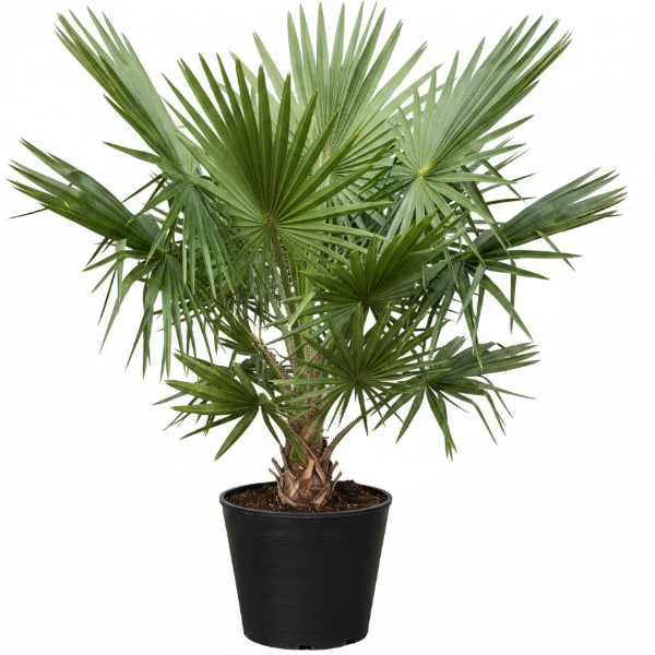 Bismark Palm, Bismarckia Nobilis