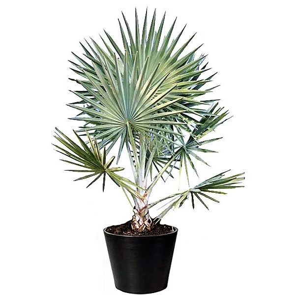 Bismark Palm, Bismarckia Nobilis - Image 2