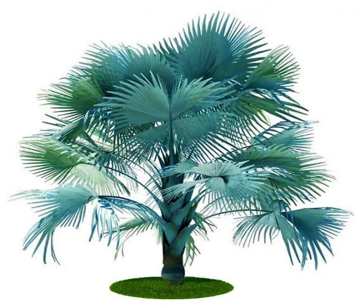 Bismark Palm, Bismarckia Nobilis - Image 3