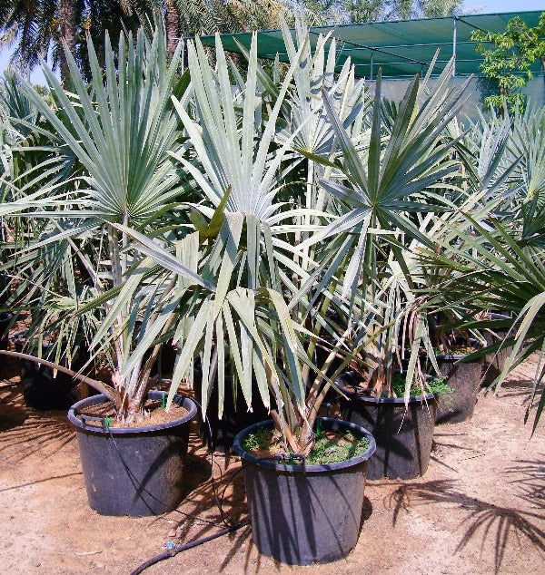 Bismark Palm, Bismarckia Nobilis - Image 4