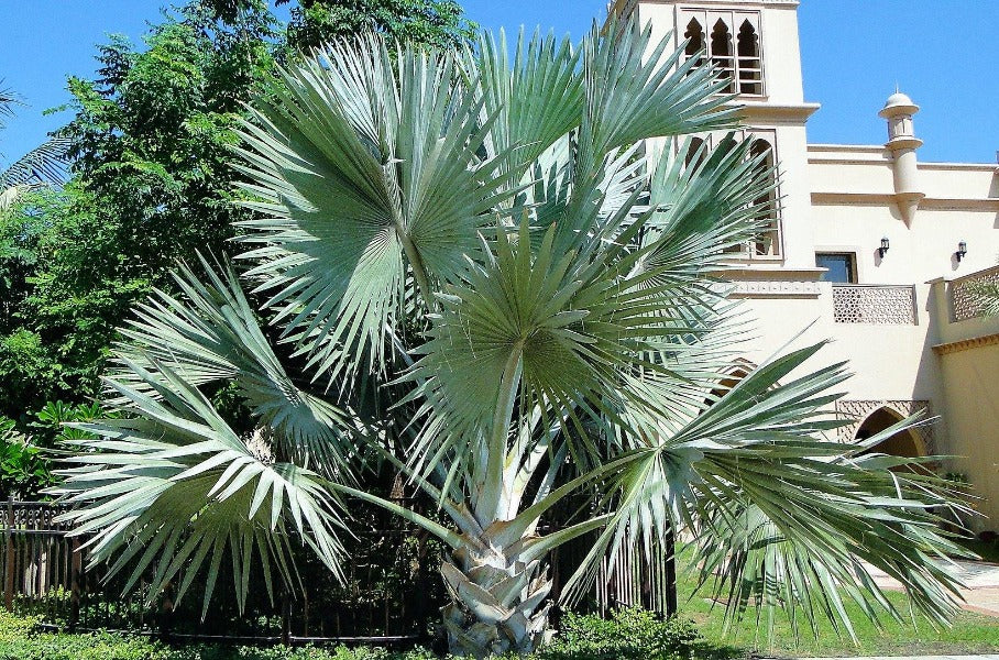 Bismark Palm, Bismarckia Nobilis - Image 5