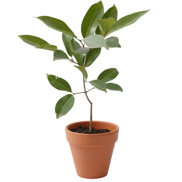 Black Plum, Syzygium Cumini, Java Plum, Jamun, Jambolan