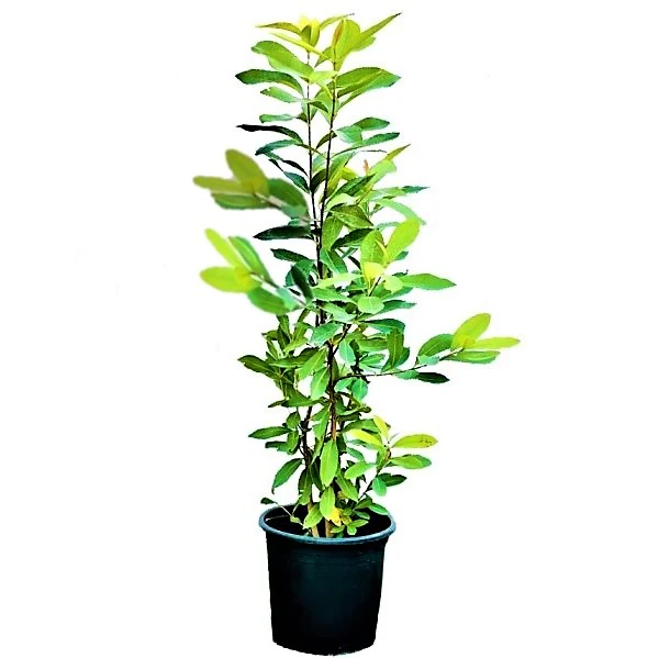 Black Plum, Syzygium Cumini, Java Plum, Jamun, Jambolan - Image 4