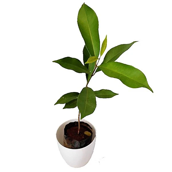 Black Plum, Syzygium Cumini, Java Plum, Jamun, Jambolan - Image 5