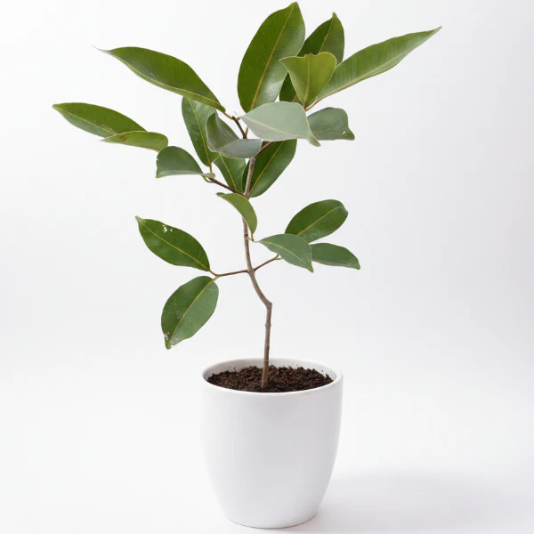 Black Plum, Syzygium Cumini, Java Plum, Jamun, Jambolan - Image 6