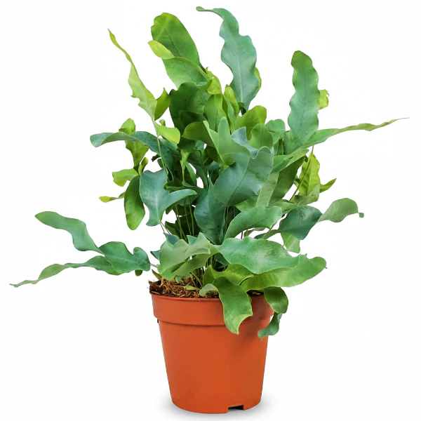 Blue Star Fern, Phlebodium Blue Star