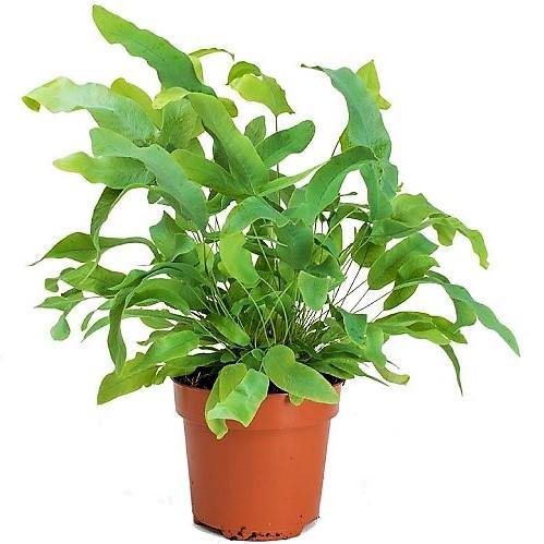 Blue Star Fern, Phlebodium Blue Star - Image 3