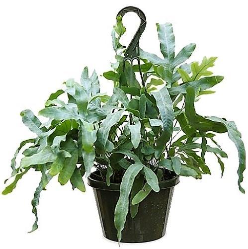 Blue Star Fern, Phlebodium Blue Star - Image 4