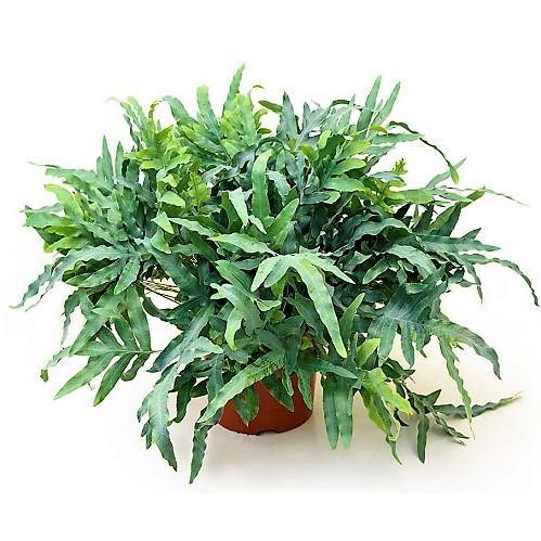 Blue Star Fern, Phlebodium Blue Star - Image 5