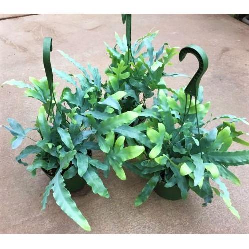 Blue Star Fern, Phlebodium Blue Star - Image 6