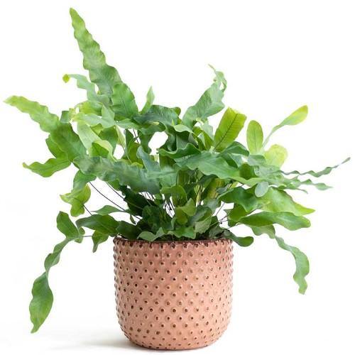 Blue Star Fern, Phlebodium Blue Star - Image 7