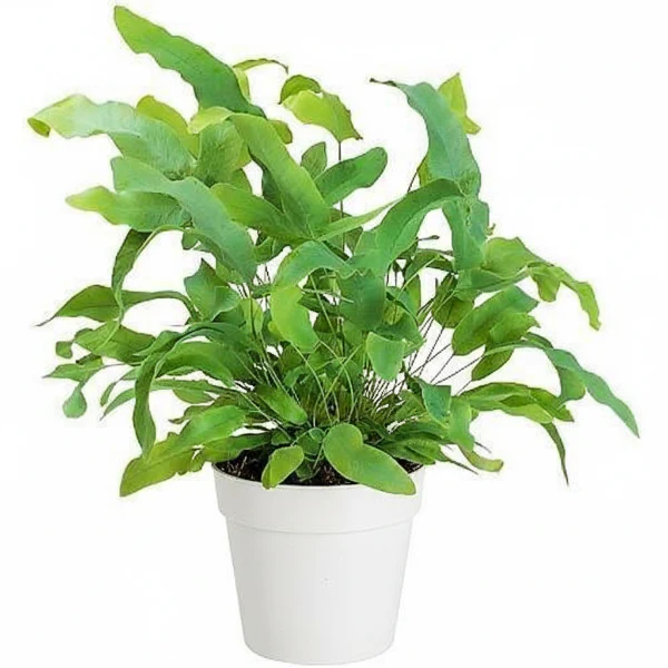 Blue Star Fern, Phlebodium Blue Star - Image 8