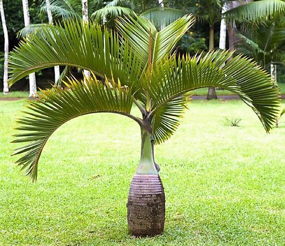 Bottle Palm, Hyophorbe Lagenicaulis - Image 4